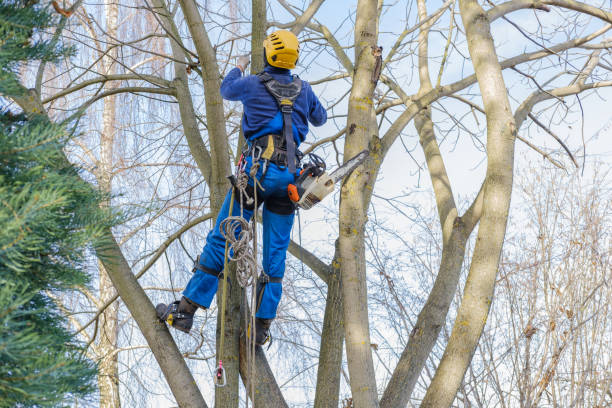 Best Tree Preservation Services  in Yorba Linda, CA